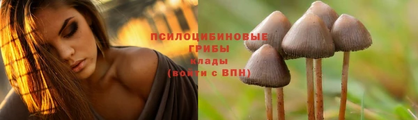 ГАЛЛЮЦИНОГЕННЫЕ ГРИБЫ Козловка